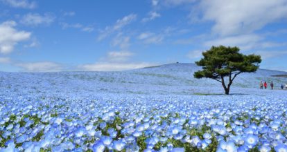 茨城ホワイトニング